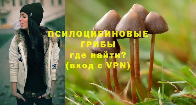 где найти наркотики  блэк спрут рабочий сайт  Псилоцибиновые грибы Magic Shrooms  Гдов 